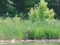 72810CrLeUsm - Kayaking on the Trent Canal at Ferris Provincial Park, Campbellford.JPG